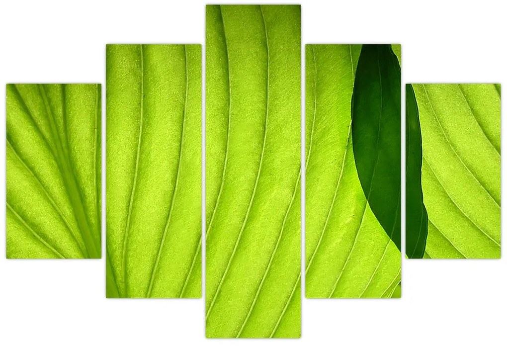 Tablou - Detaliu de frunză verde (150x105 cm)