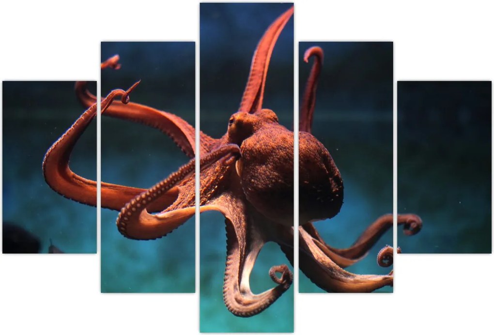 Tablou - Caracatiță (150x105 cm)