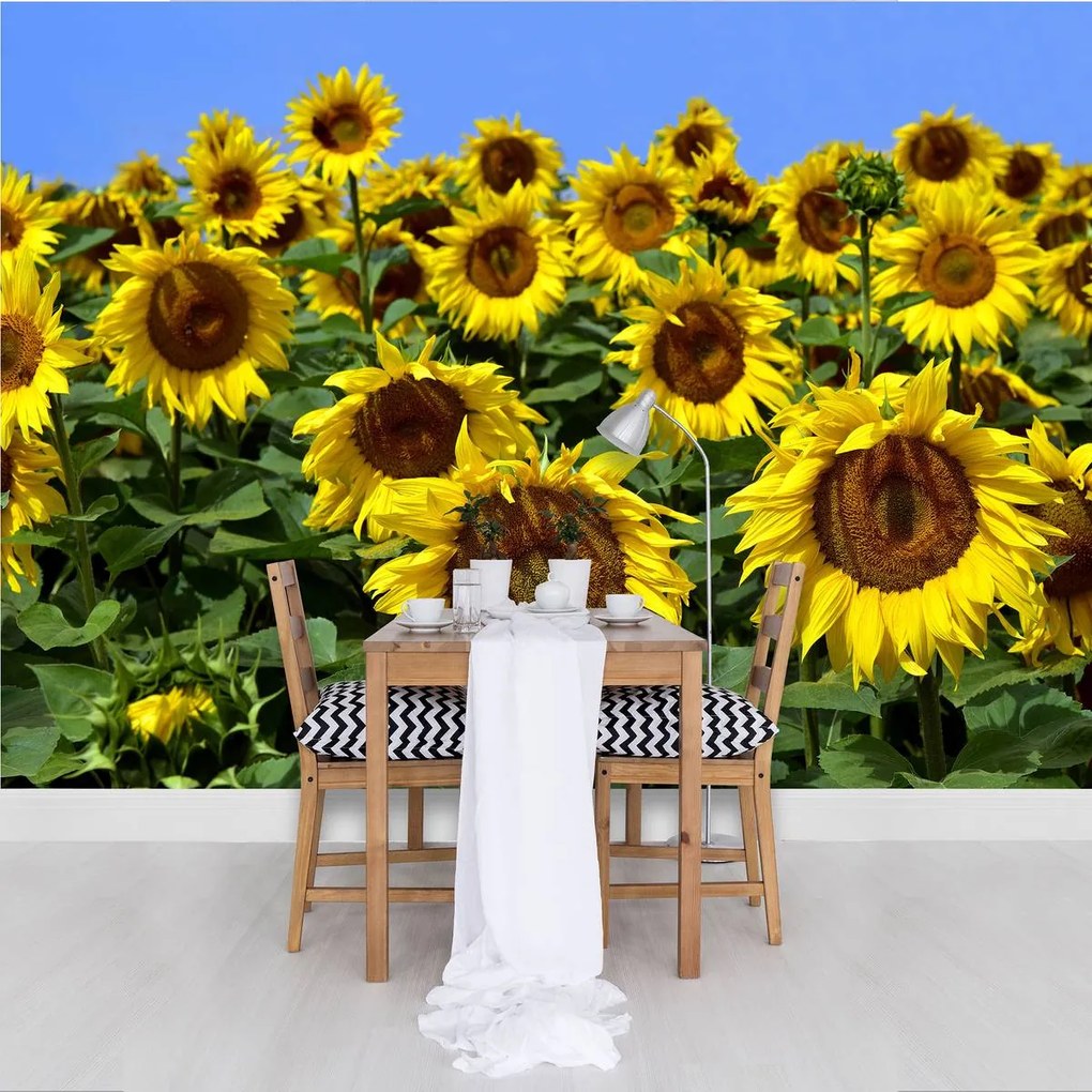 Fototapet - Floarea soarelui (152,5x104 cm)