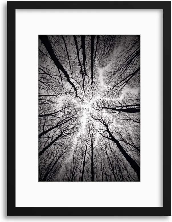 Imagine în cadru - Circulatory System of the Forest by Alexandru Popovski 40x30 cm