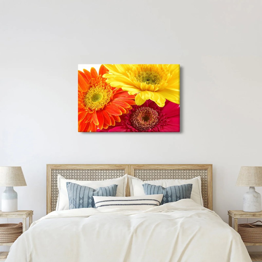 Tablou - Flori Gerbery (90x60 cm)