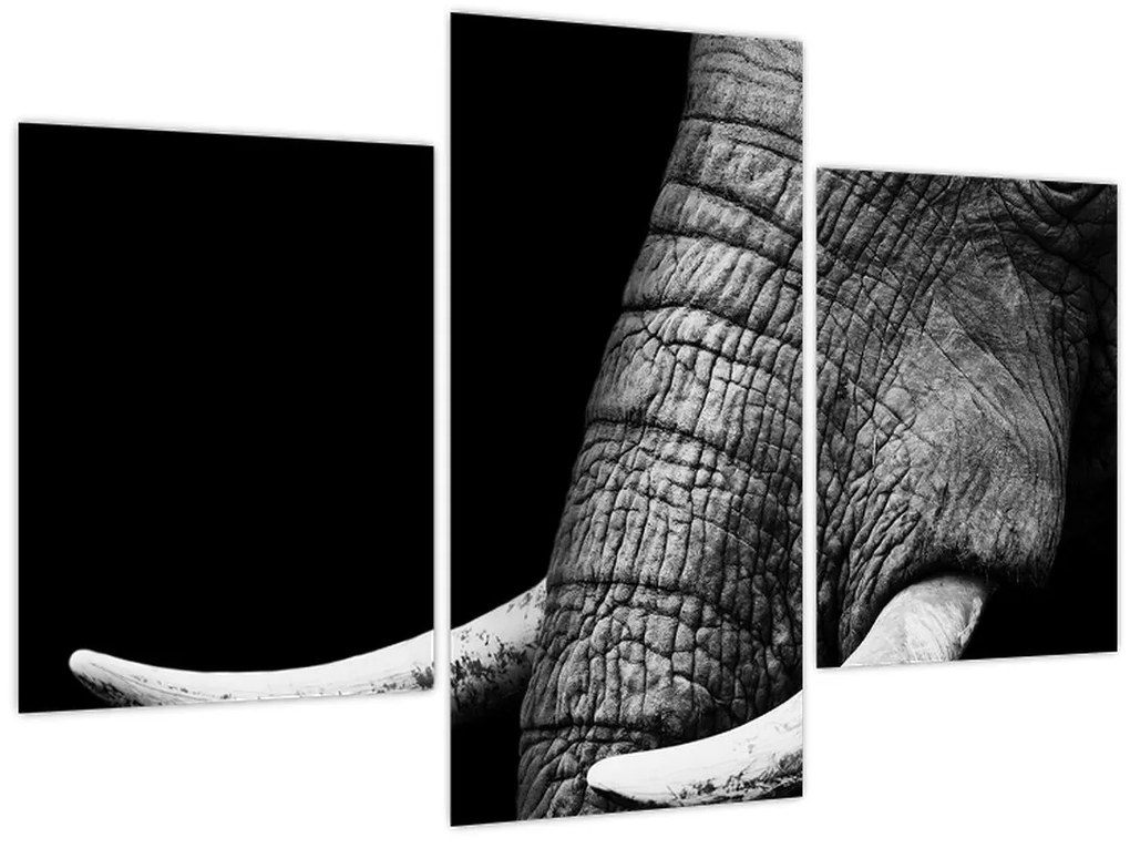 Tablou - Colți de elefant (90x60 cm)