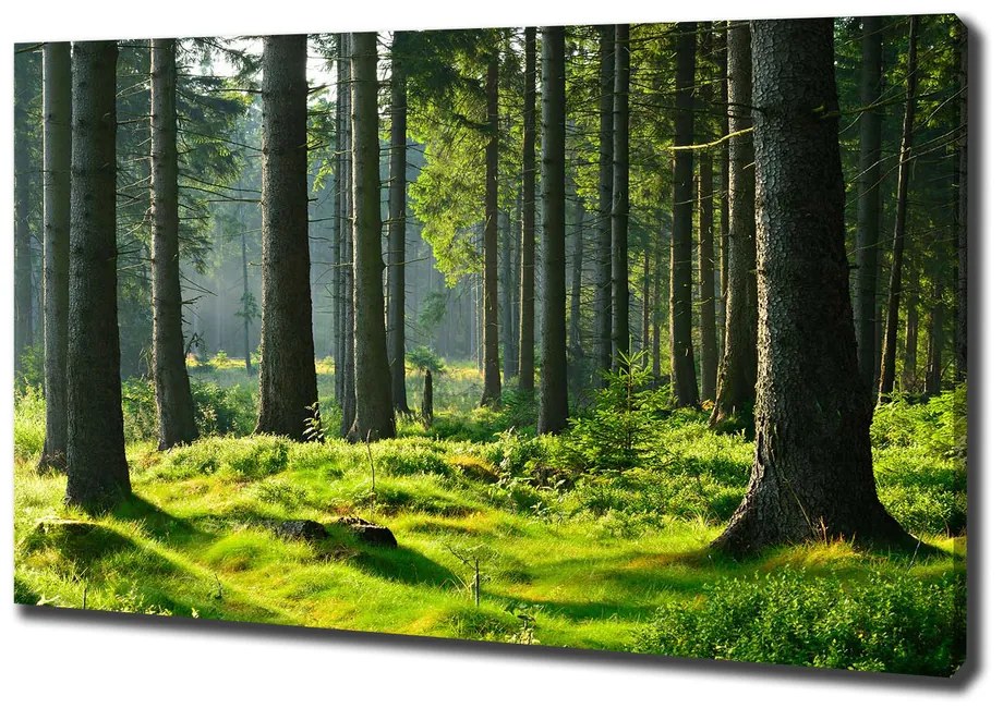 Pictură pe pânză Pădure de molid