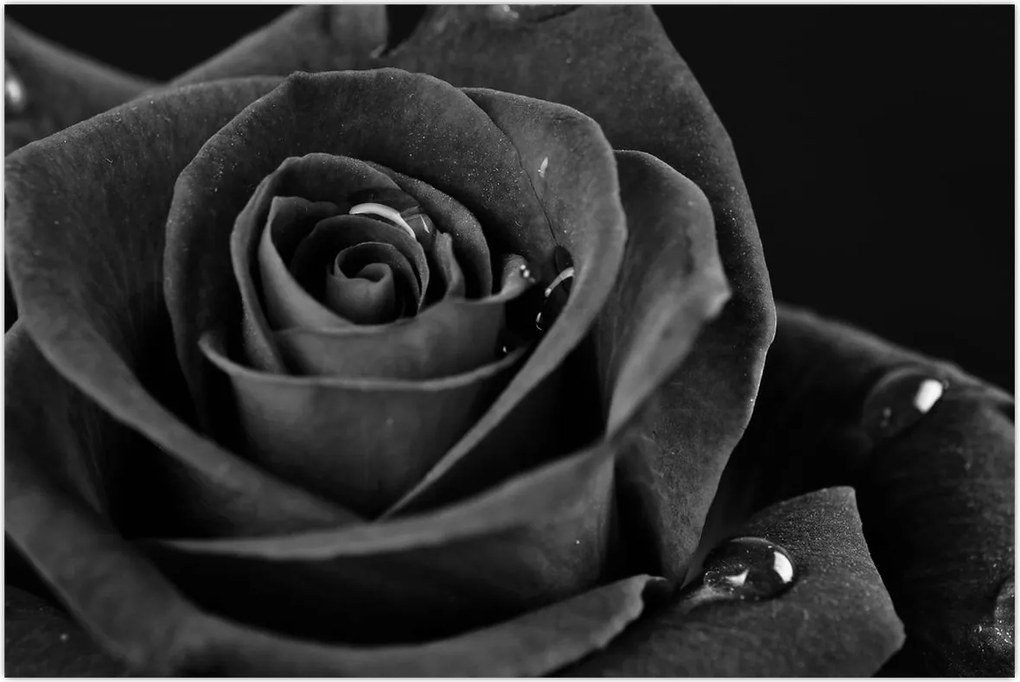 Tablou - Trandafir roșu aprins (90x60 cm)