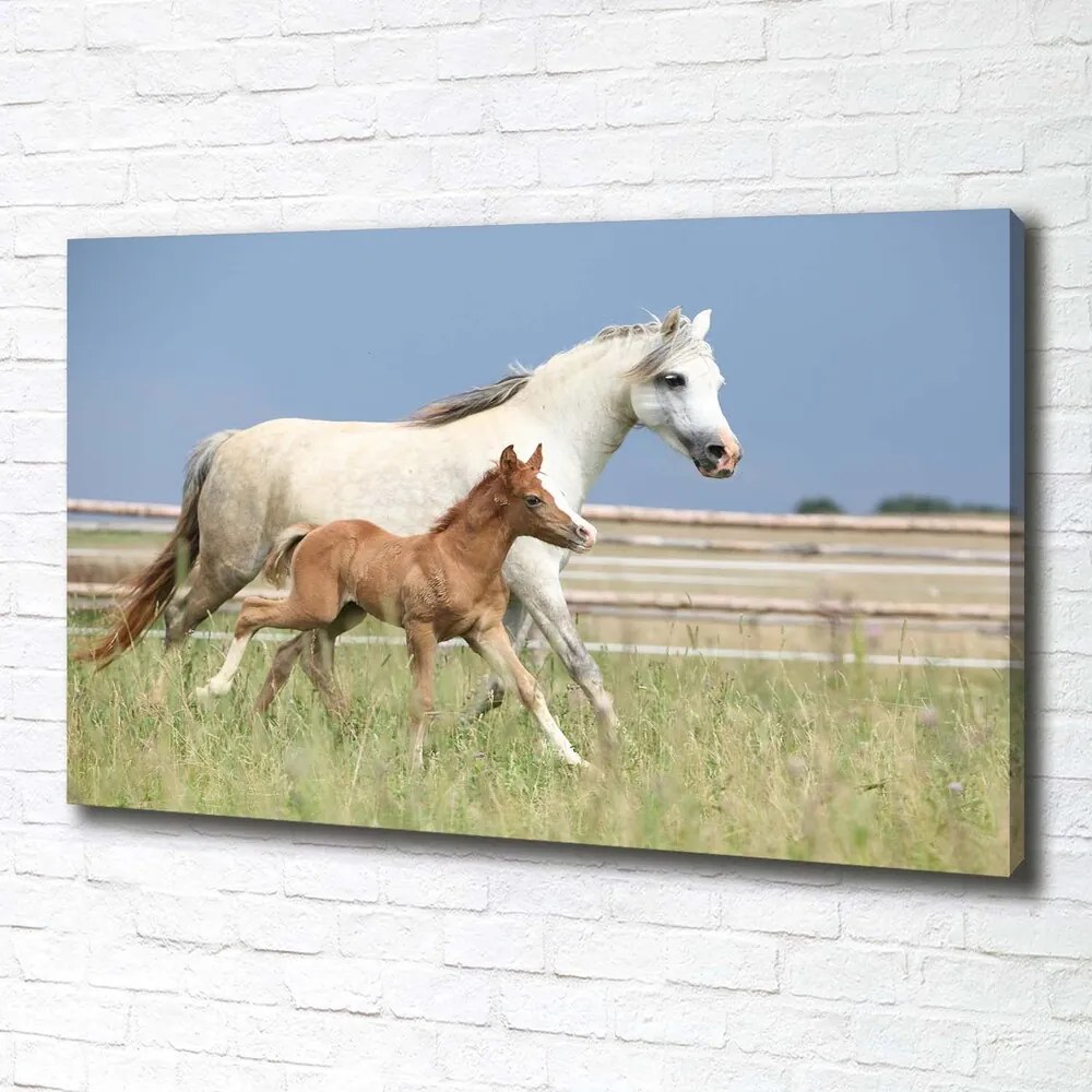 Print pe canvas Mare cu mânz