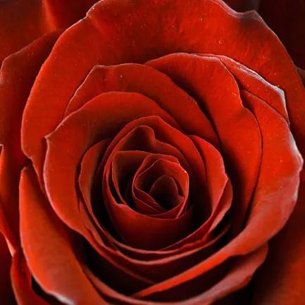 Falc Tablou pe pânză - Scarlet rose, 30x30 cm