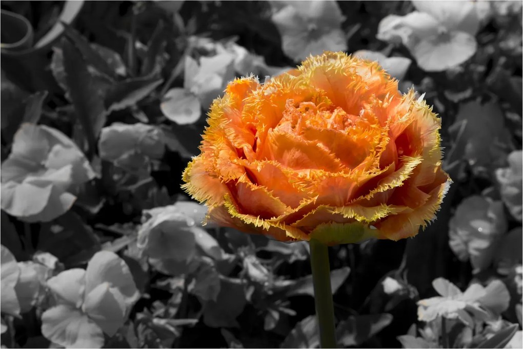 Tablou cu floare (90x60 cm)