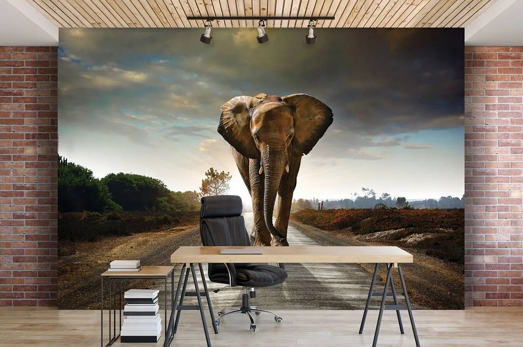 Fototapet - Elefant (254x184 cm)