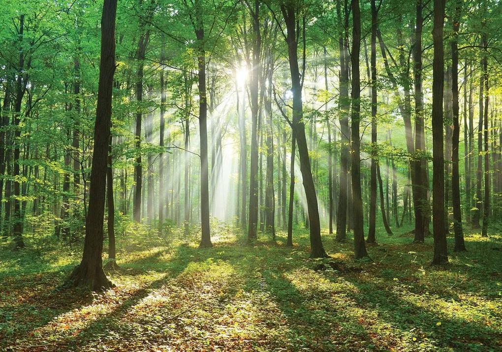 Fototapet - Pădurea în lumina zilei (152,5x104 cm), în 8 de alte dimensiuni noi