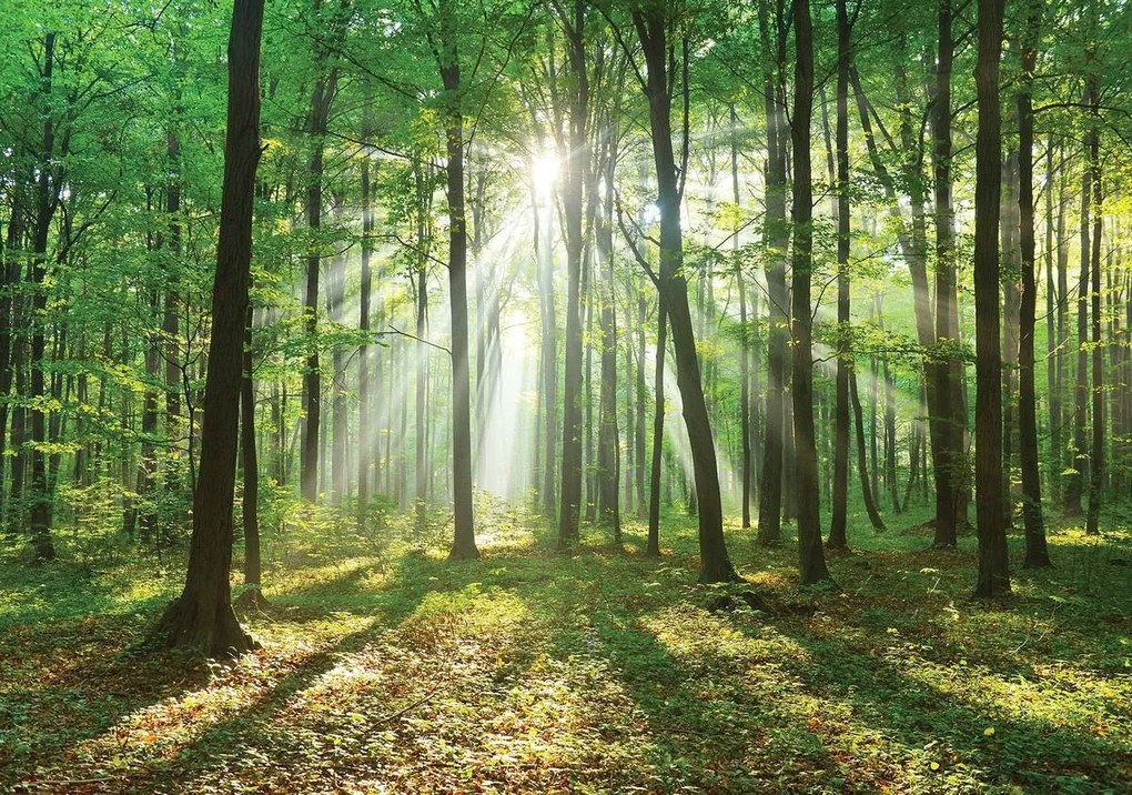 Fototapet - Pădurea în lumina zilei (254x184 cm)