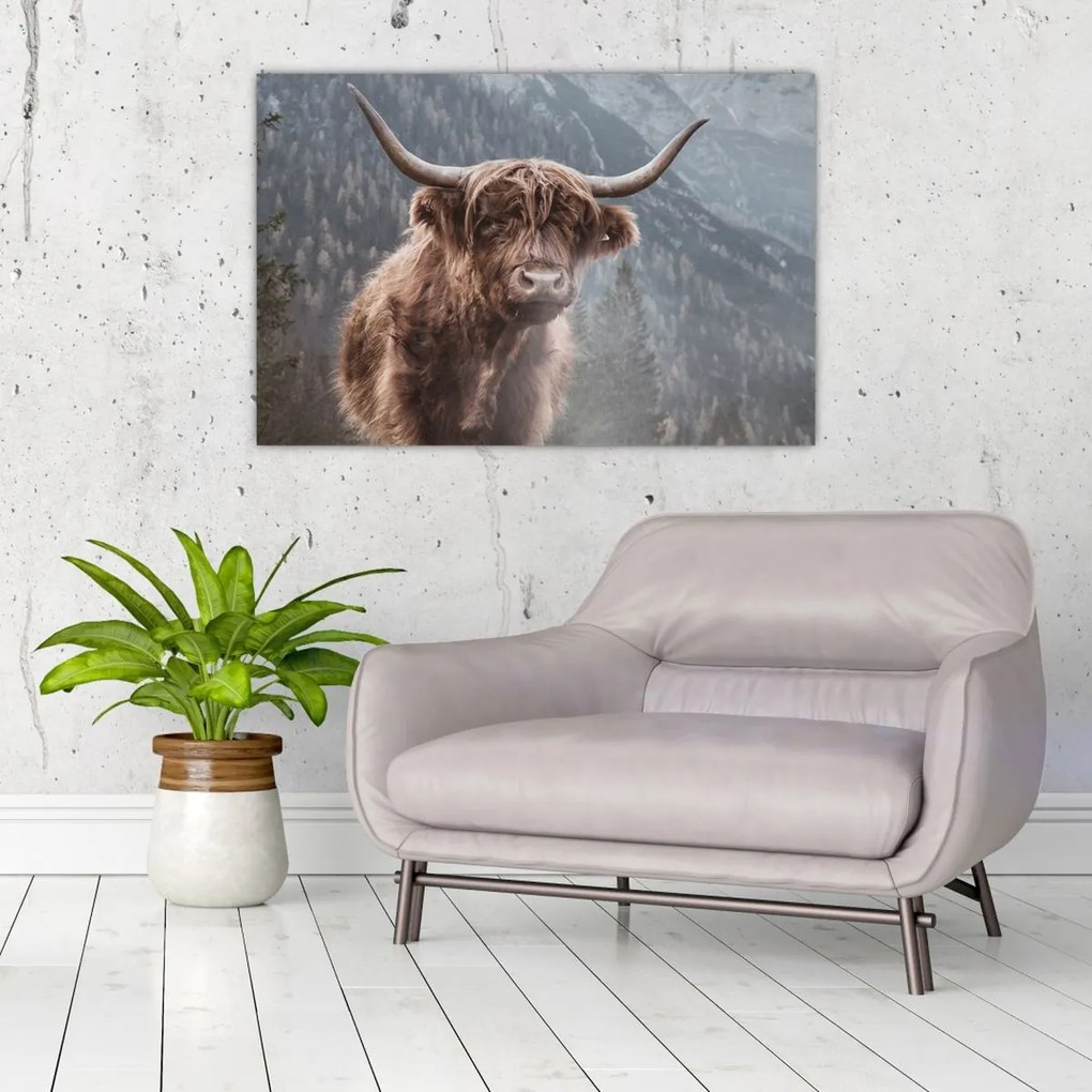 Tablou - Vaca Highlander (90x60 cm)