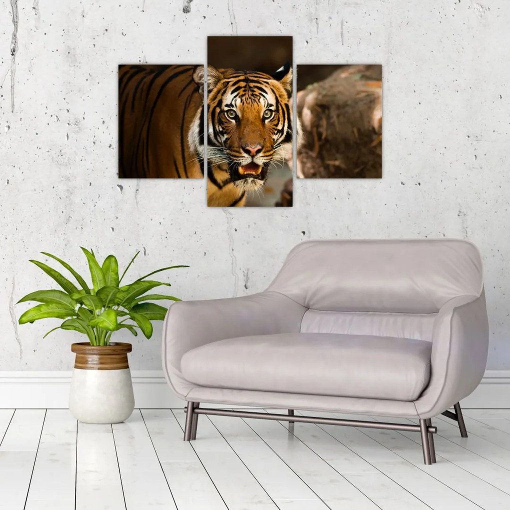 Tablou cu tigrul (90x60 cm)
