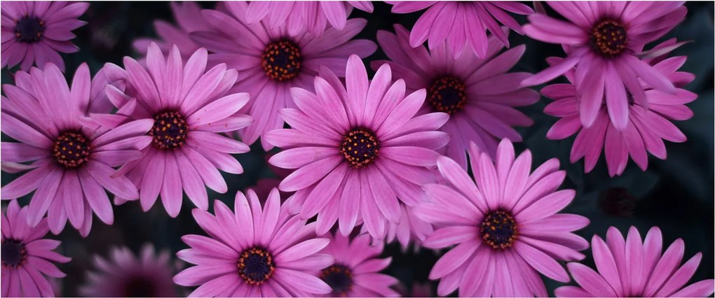 Tablou cu florile roz (120x50 cm)