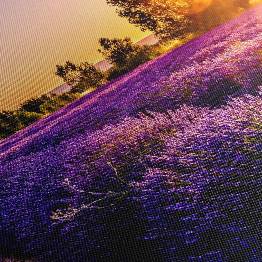 Tablou cu câmp de lavandă (120x50 cm)