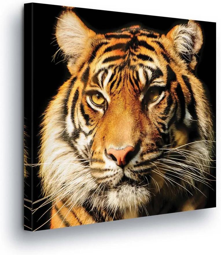 GLIX Tablou - Tiger View 80x80 cm