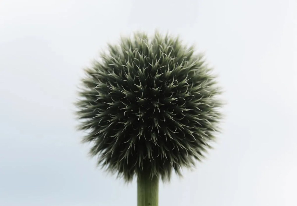 Fototapet - Flori tropicale (147x102 cm)