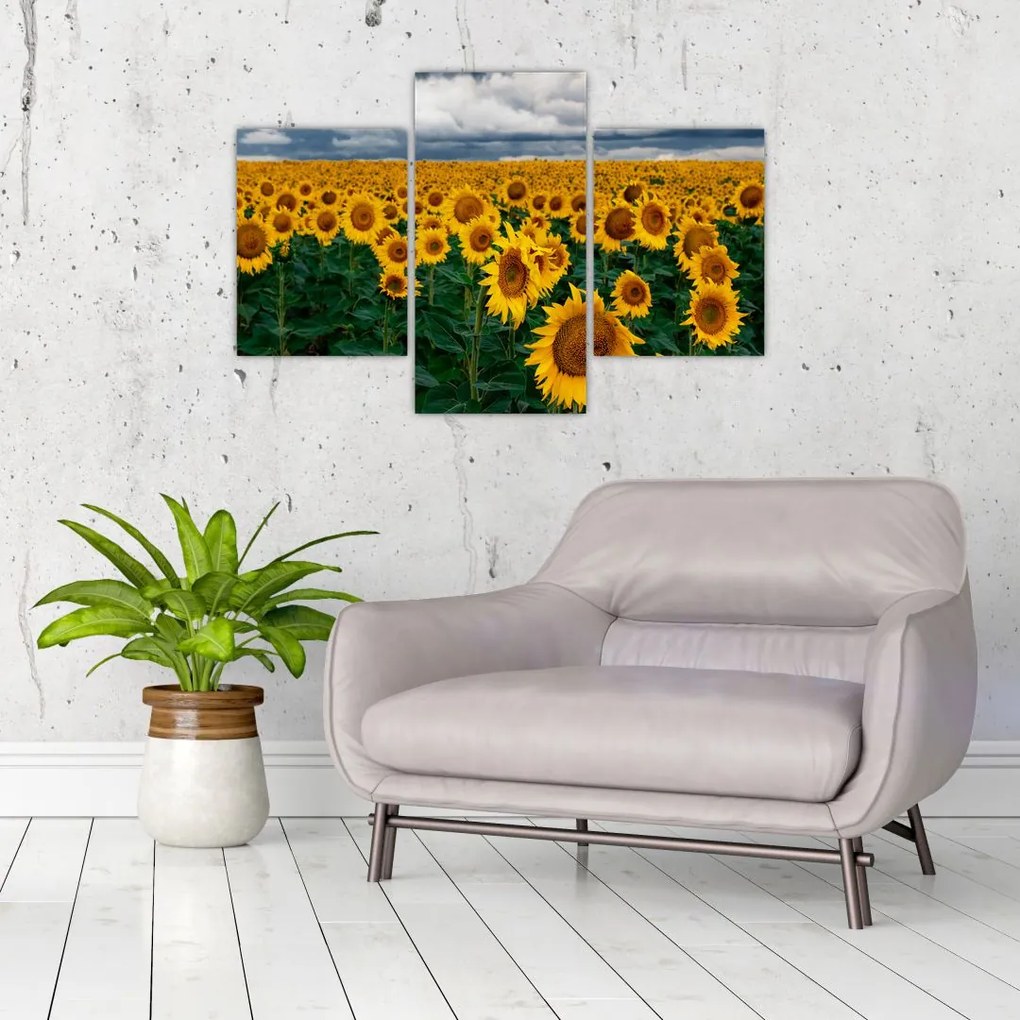 Tablou câmpului de floarea soarelui (90x60 cm)