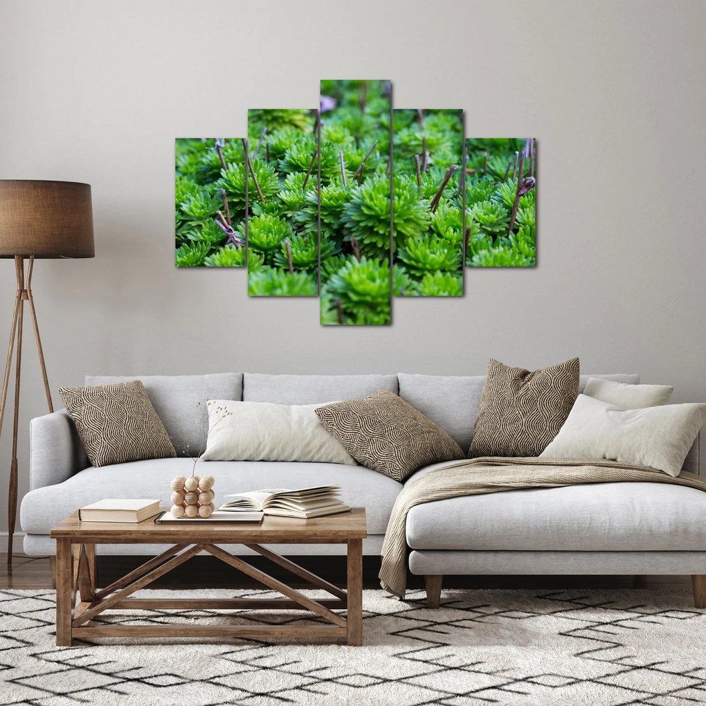 Tablou - Aloe (150x105 cm)