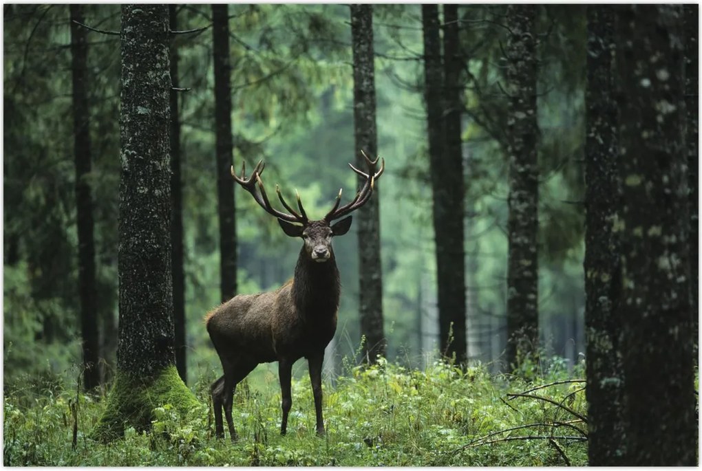 Tablou - Cerb în pădurea adâncă (90x60 cm)