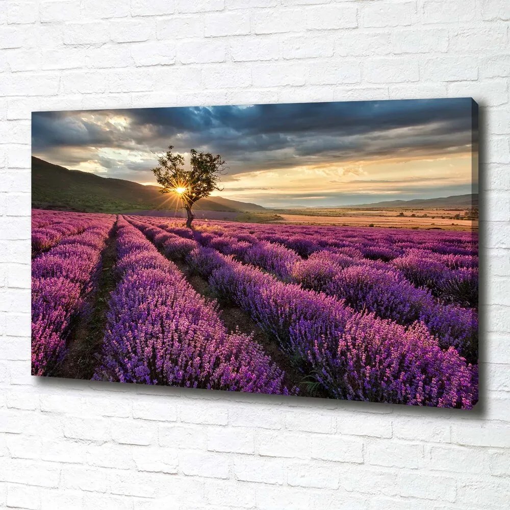 Print pe canvas Câmp de lavandă
