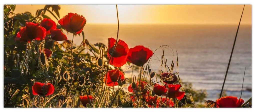 Tablou cu apus de soare cu flori de maci (120x50 cm)