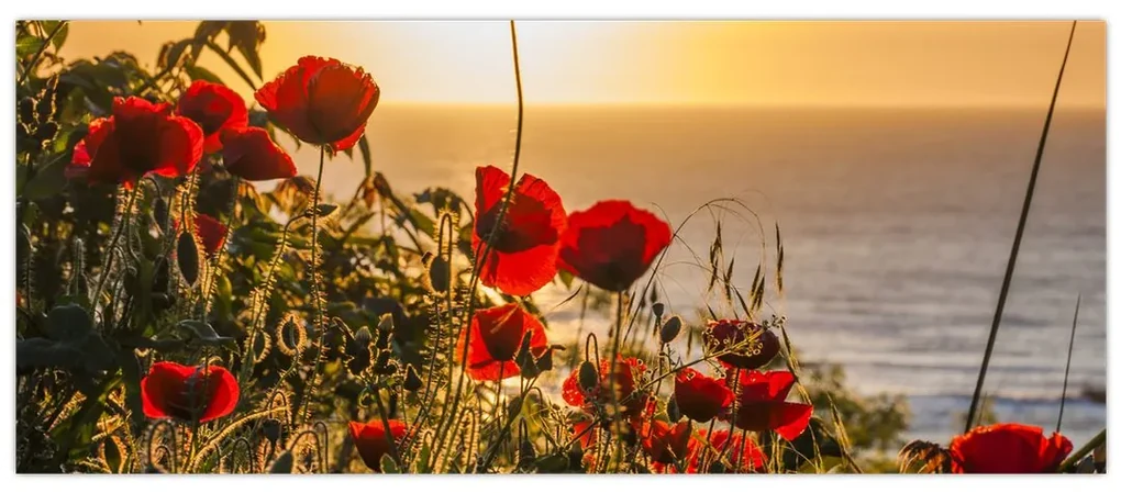 Tablou cu apus de soare cu flori de maci (120x50 cm)