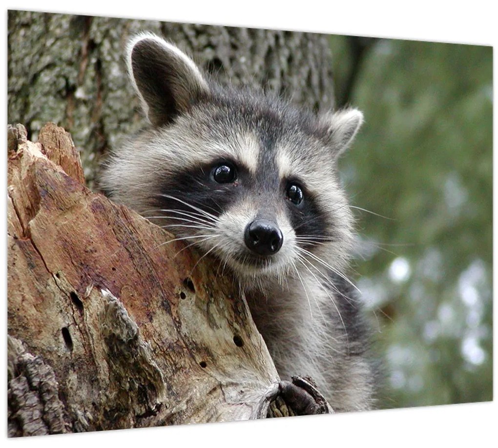 Tablou - Raton (70x50 cm)