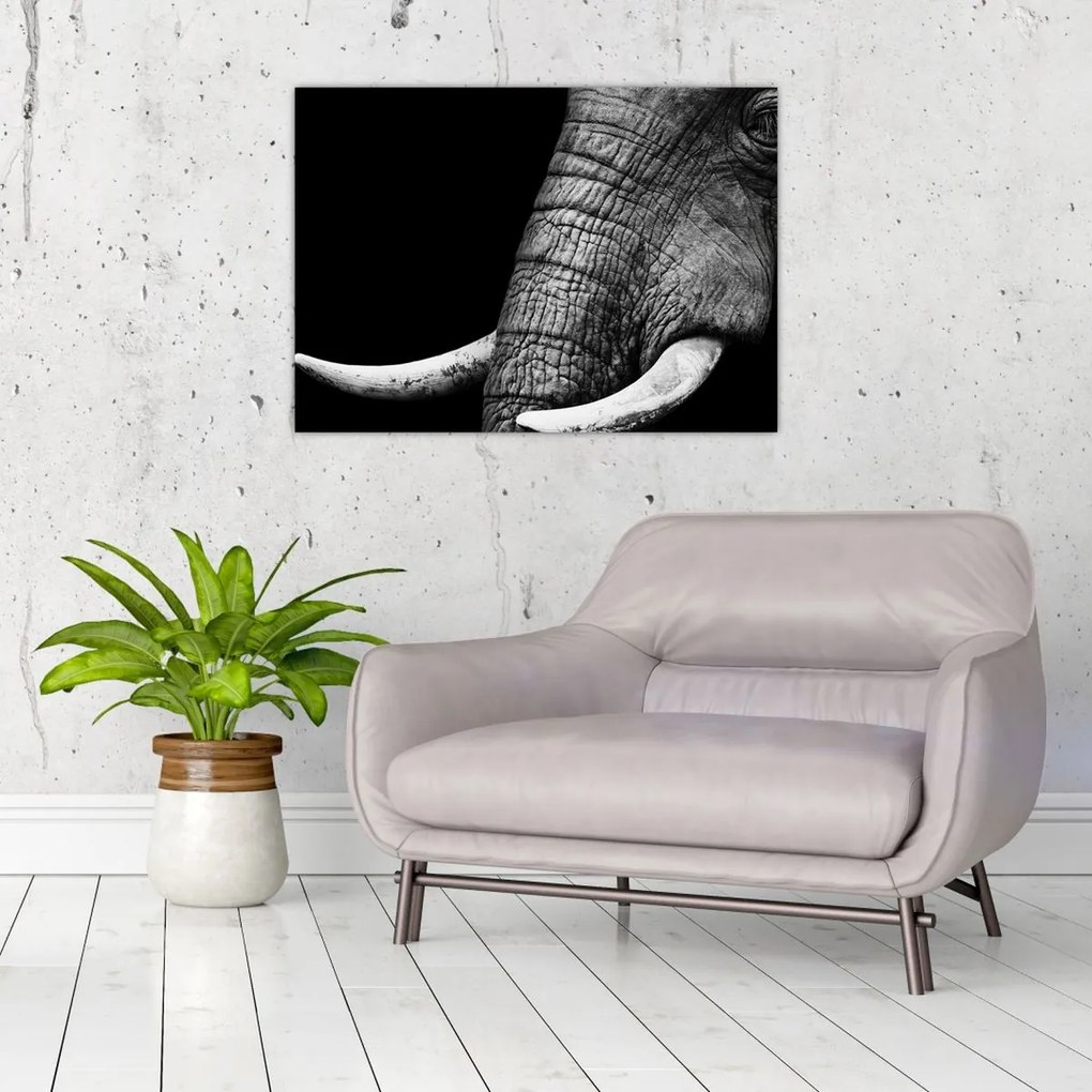 Tablou pe sticlă - Colți de elefant (70x50 cm)
