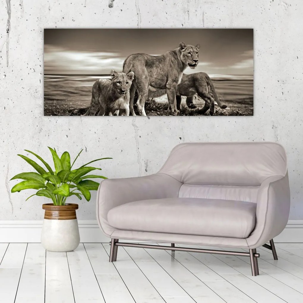 Tablou cu leii alb negri (120x50 cm)