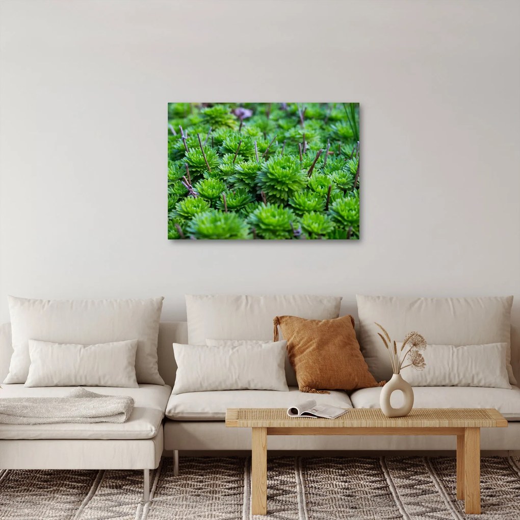 Tablou - Aloe (70x50 cm)