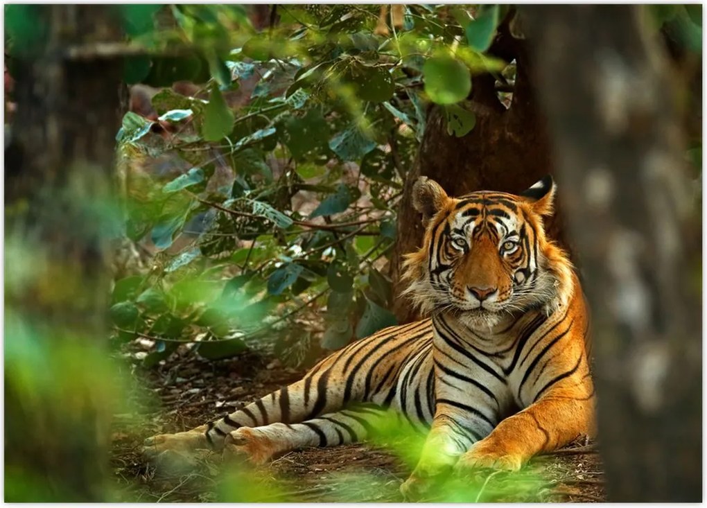 Tablou - Tigru odihnindu -se (70x50 cm)