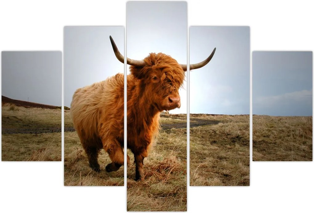 Tablou - Vaci scoțiene (150x105 cm)