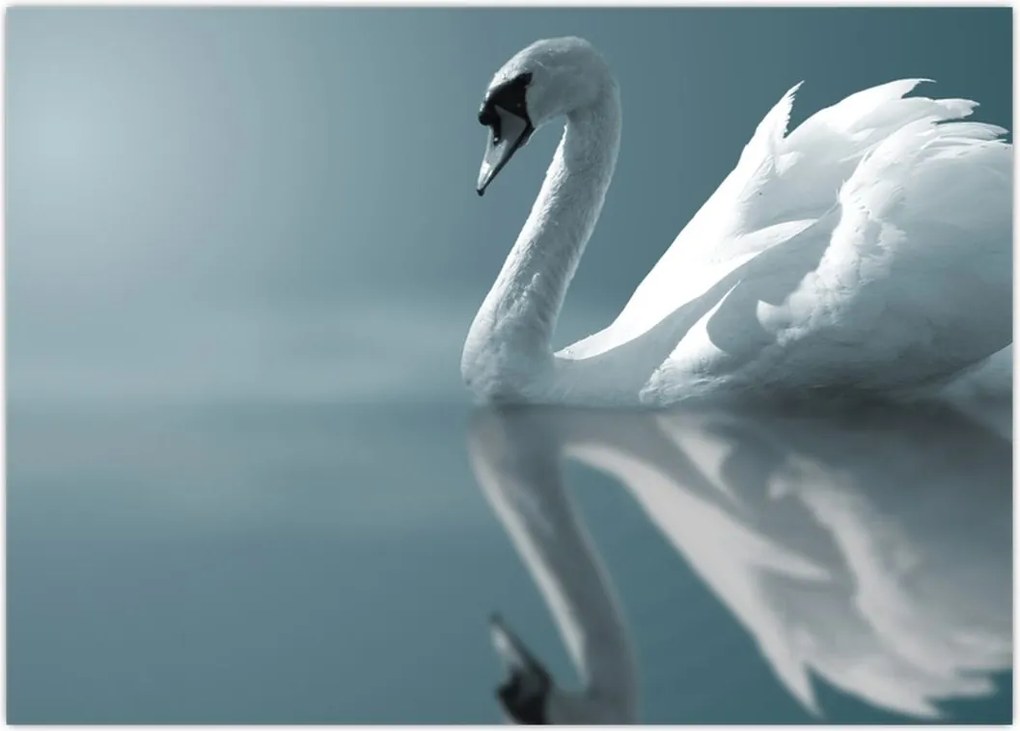 Tablou -Lebădă albă (70x50 cm)