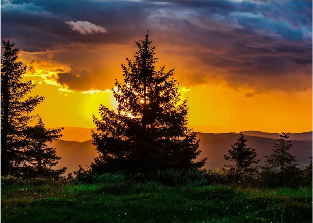 Tablou pe sticlă - coniferi (70x50 cm)