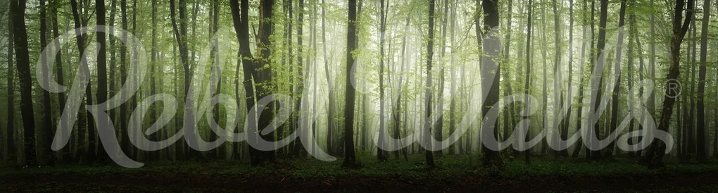 Fototapet, Dawn in the Forest, Rebel Walls