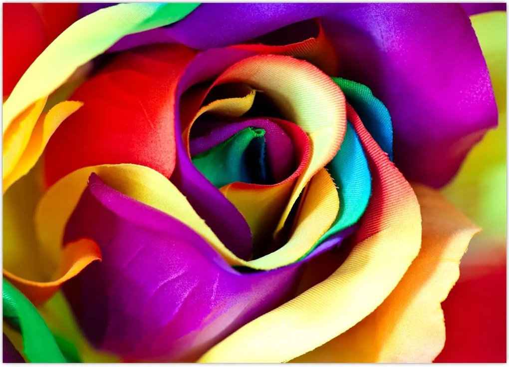 Tablou - Trandafir colorat (70x50 cm)