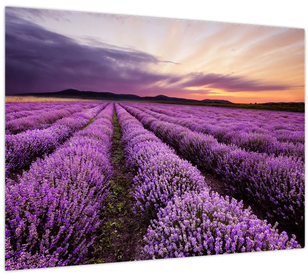 Tablou - Câmp de lavandă la apus de soare (70x50 cm)