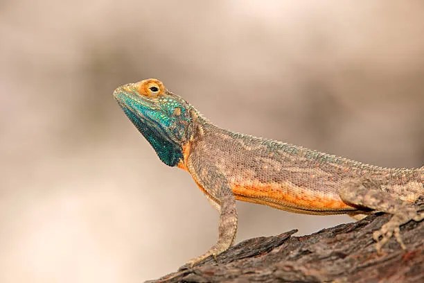 Fotografie Ground agama, EcoPic