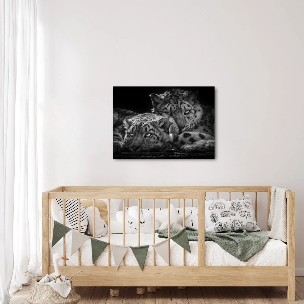 Tablou - Gheparzi care se odihnesc (70x50 cm)