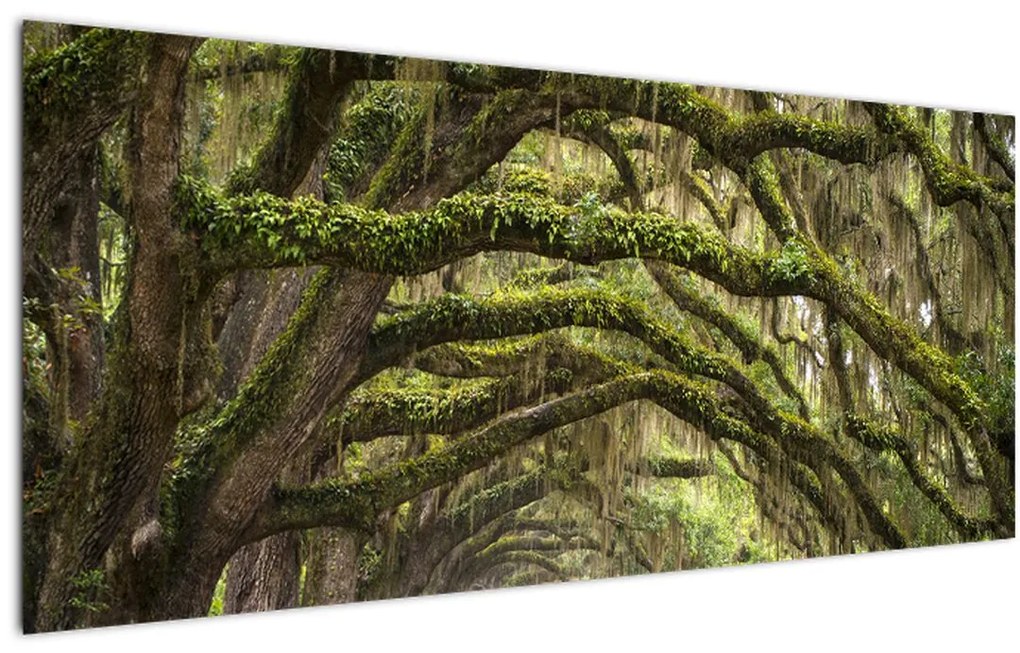 Tablou - Oaks Avenue, Charleston, Carolina de Sud, SUA (120x50 cm)