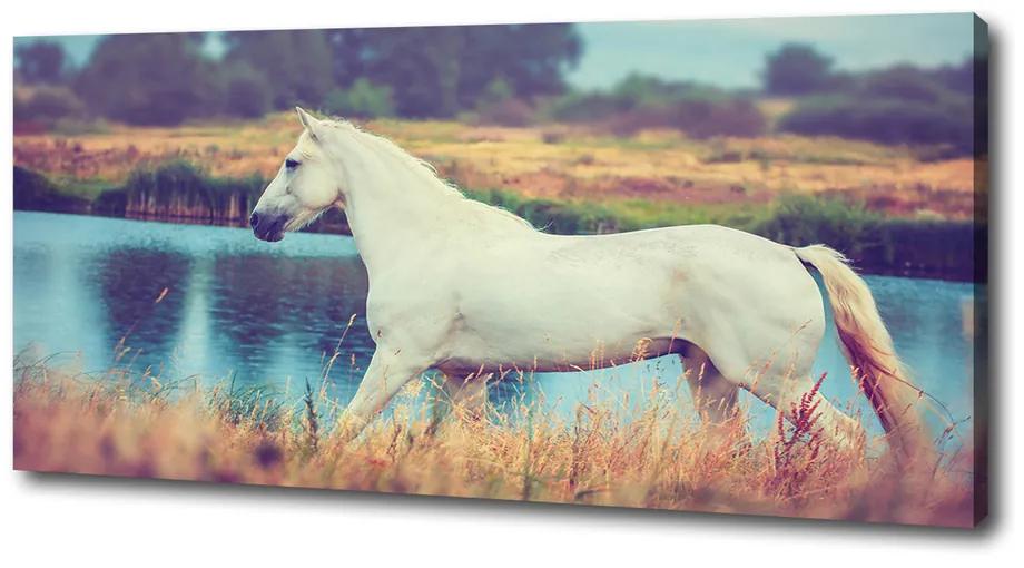 Tablou pe pânză White lake horse