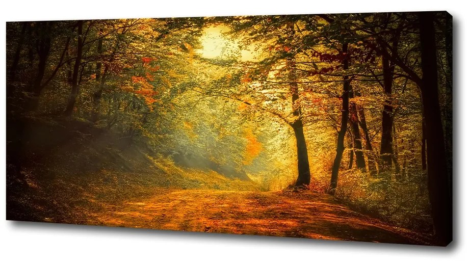 Imprimare tablou canvas Pădure în toamna