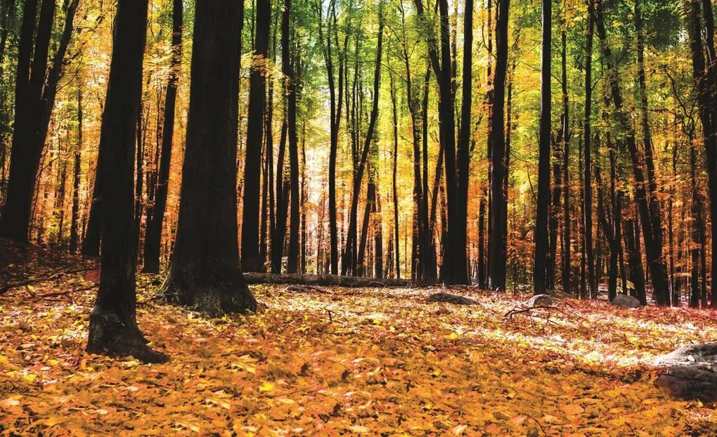 Fototapet - Păduri (152,5x104 cm), în 8 de alte dimensiuni noi