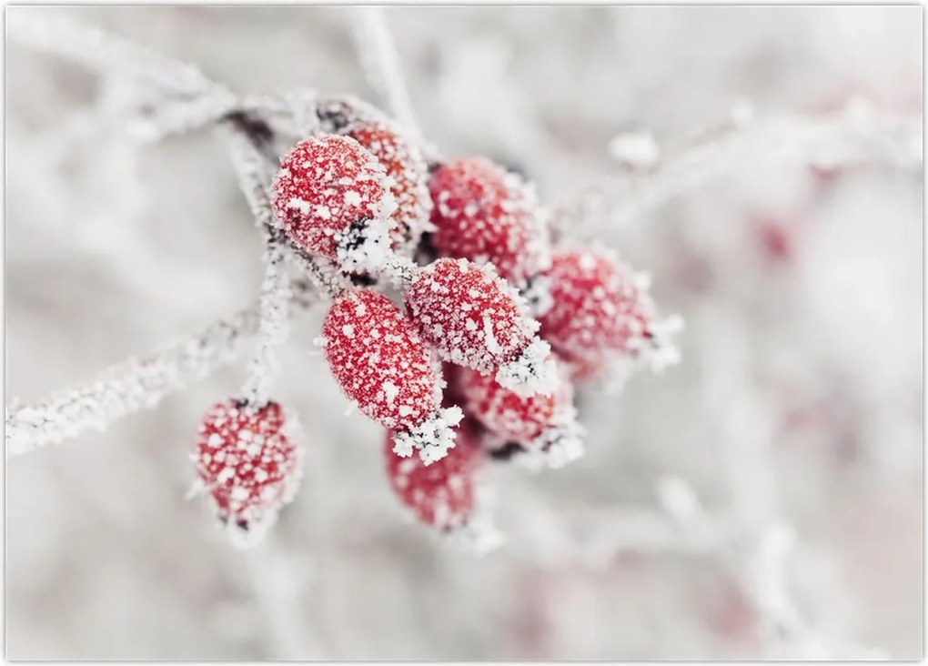 Tablou - Fructe congelate (70x50 cm)