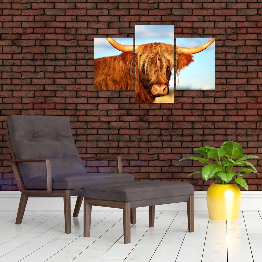 Tablou - Vacă scoțiană (90x60 cm)