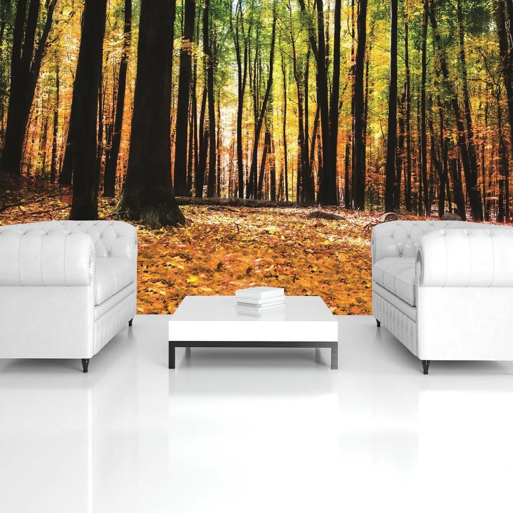 Fototapet - Păduri (152,5x104 cm)