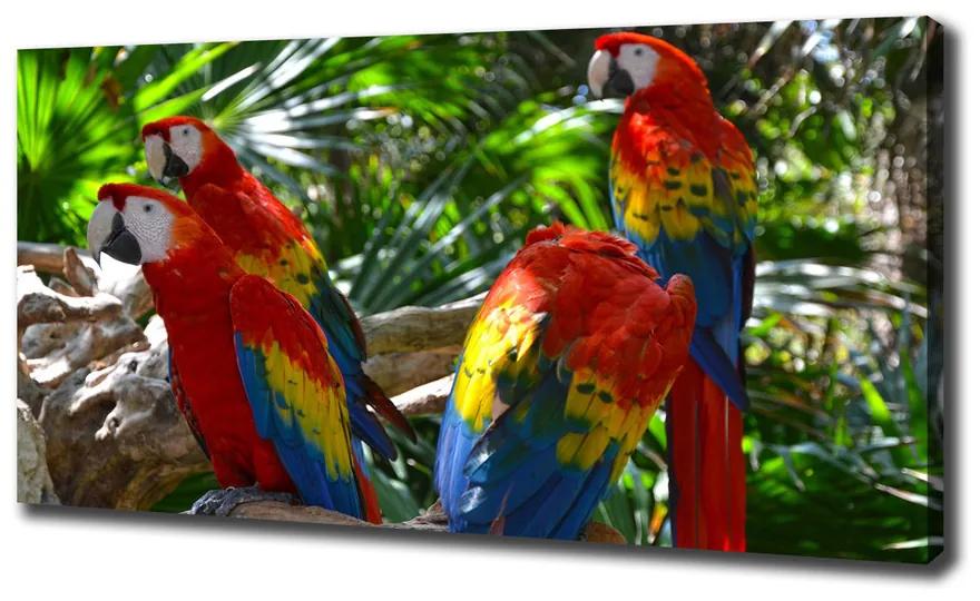 Tablouri tipărite pe pânză Papagali macaws