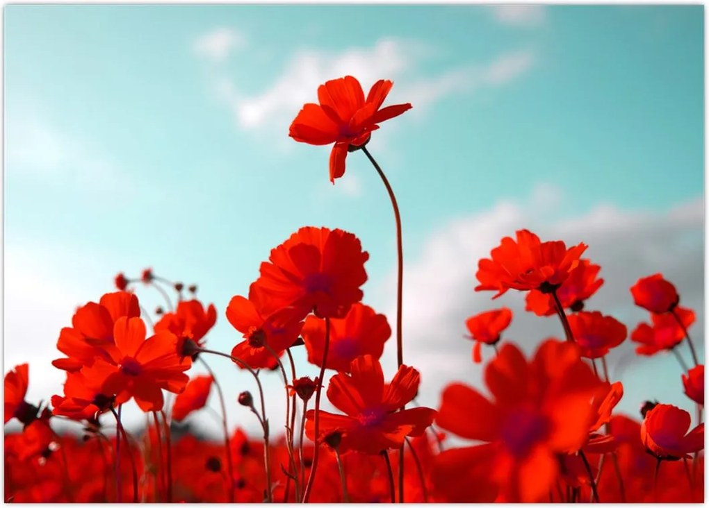 Tablou - Câmp cu flori roșu deschis (70x50 cm)
