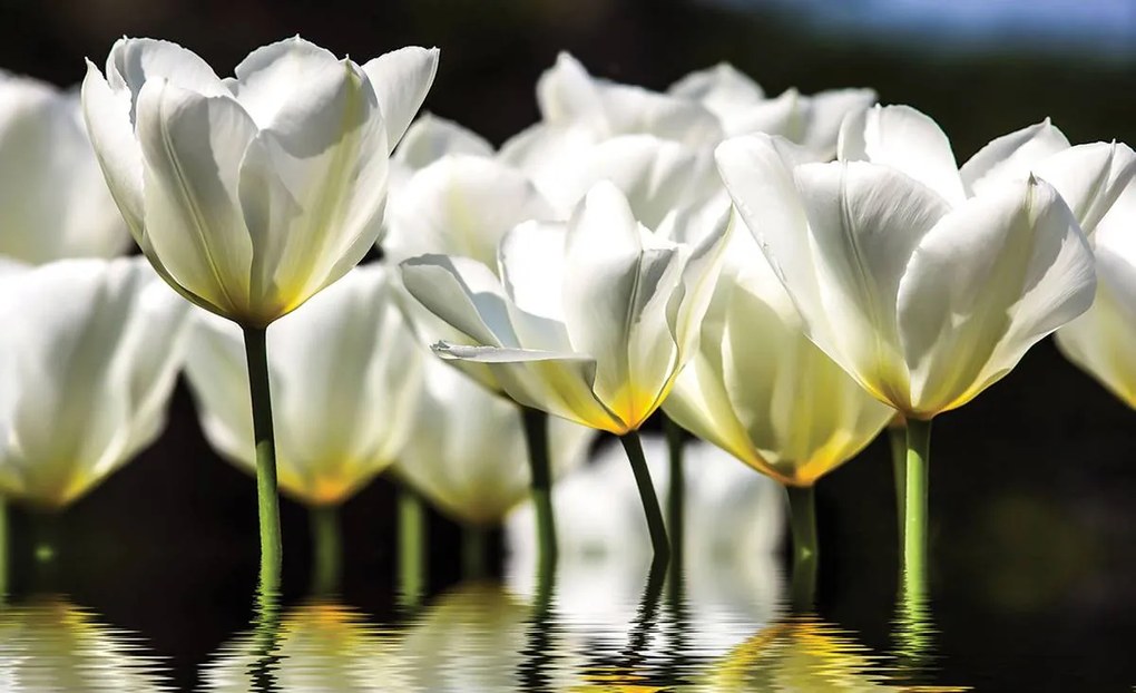 Fototapet - Flori pe apă (152,5x104 cm)