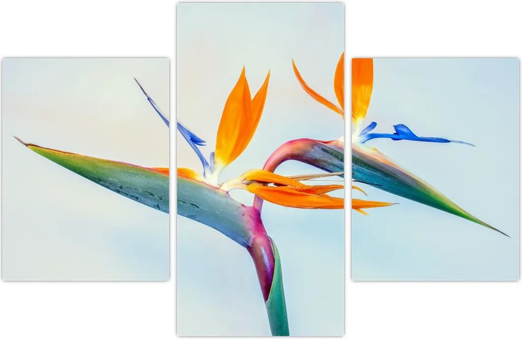 Tablou cu floarea Strelicie (90x60 cm)